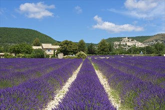 Lavender field near Banon