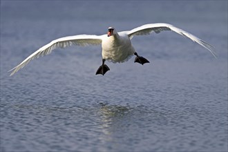 Mute Swan