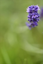 Common lavender