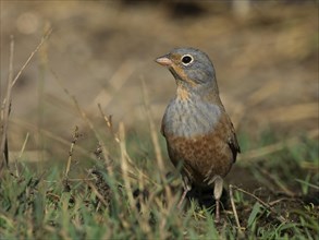 Cretzschmar Cretzschmar's bunting