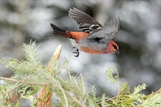 Male pine beak taking off in winter