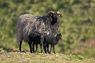 Heidschnucke moorland sheep and lambs