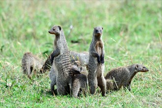 Group of banded mongooses