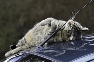 House cat on car roof