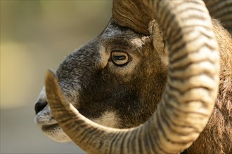 Argali