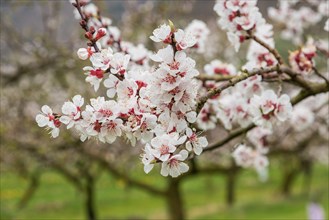 Apricot tree