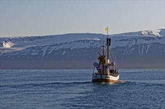 Old fishing boats are used for whale-watching