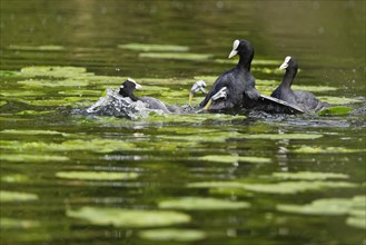 Fighting eurasian coots