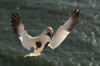 Northern gannet