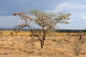 Weaver bird nest in Acacia tree. Masai Mara National Reserve