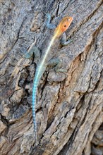 Agama lizard climbing on tree