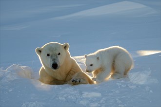 Female polar bear