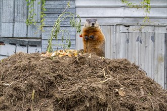 Groundhog feeding on a compost heap
