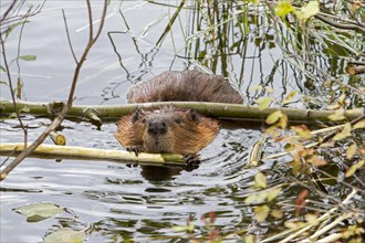 Beaver feeding in water