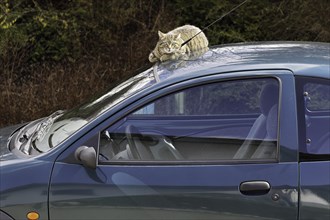 House cat on car roof