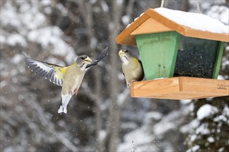 Evening grosbeak interaction at a winter bird feeder