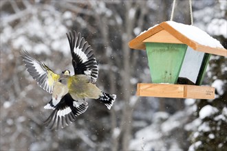 Evening grosbeak interaction at a winter bird feeder