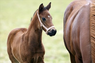 English thoroughbred horse