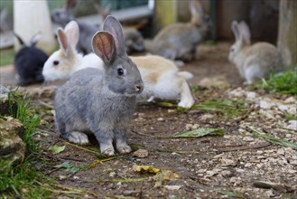 Domestic Rabbits in front of shed