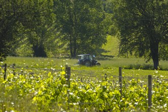 Vineyard near Sant' Antimo Abbey