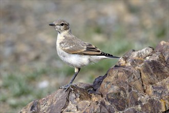 Isabelline Wheatear