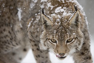 Lynx or Eurasian lynx