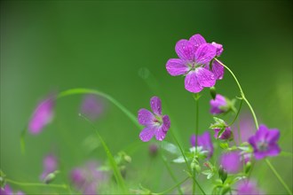 Marsh cranesbill