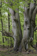 Triple beech in the primeval forest Sababurg