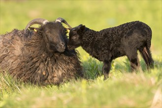 Heidschnucke moorland sheep and lamb