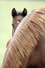 English thoroughbred horse
