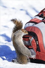 Eastern grey squirrel looking for peanuts in a backpack