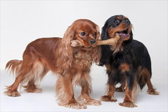 Cavalier King Charles Spaniel