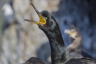 Common shag