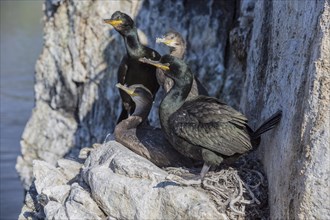 Common shag