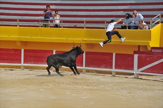 Bullfight