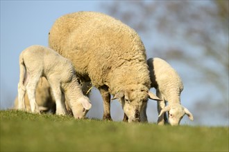 Merino sheep and lambs