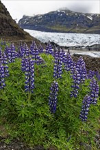 Mountain lupines