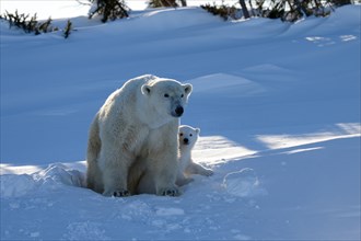 Female polar bear