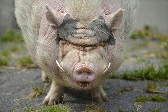 Goettingen mini pig