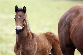 English thoroughbred horse