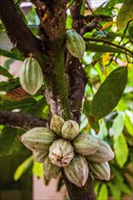Cocoa beans on the tree