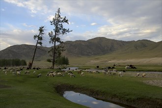 Flock of sheep at the Ider