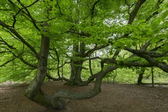 Snake beech in the primeval forest Sababurg
