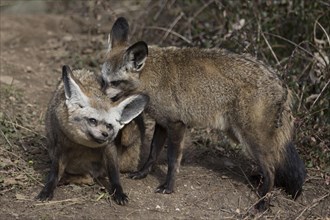 Eared Foxes