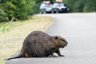 Beaver crossing a North American beaver
