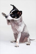 Jack Russell Terrier