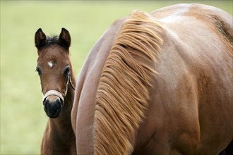 English thoroughbred horse