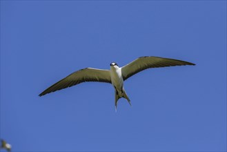 Russian Tern
