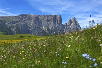 Alpine meadows on the Alpe di Siusi with Sciliar