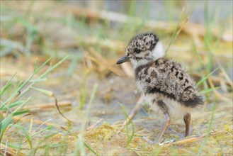 Northern lapwing